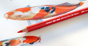 Vẽ cá Koi với bút chì màu Albrecht Durer Magnus